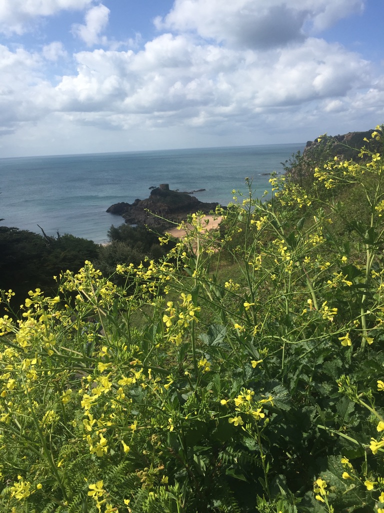 Wild mustard above the bay